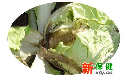 爛白菜