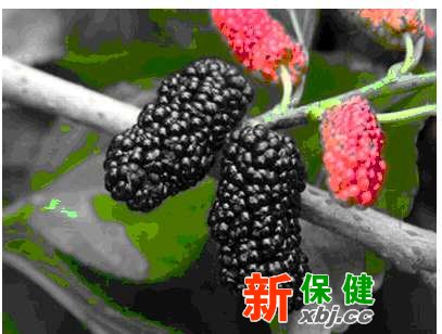 桑葚潤腸通便