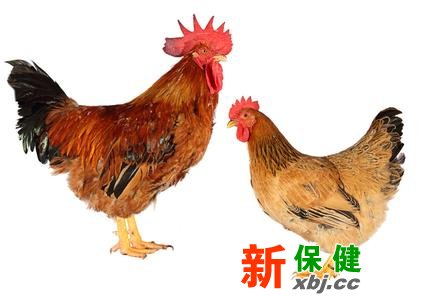 吃公雞好還是母雞好