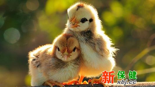 柴雞比肉雞更有營養嗎