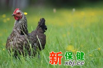 買雞肉時怎么挑顏色