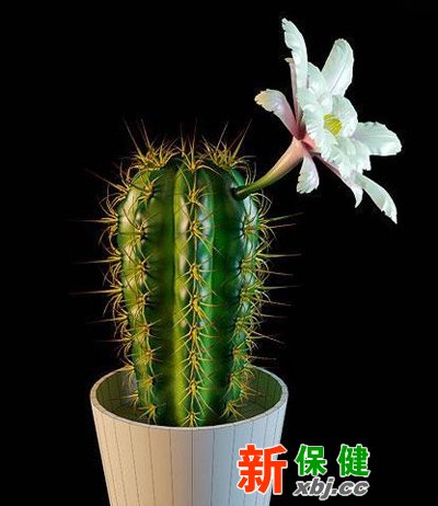 辦公室健康植物