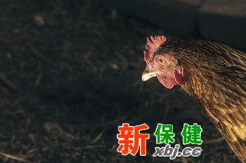 雞肉中是否含有激素