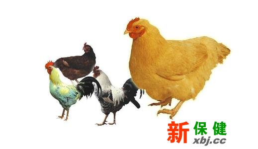 雞身上哪些部位不能吃