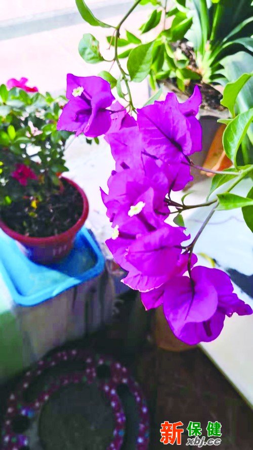 冬天適合在家養的花，讓寒冷冬日芬芳滿屋